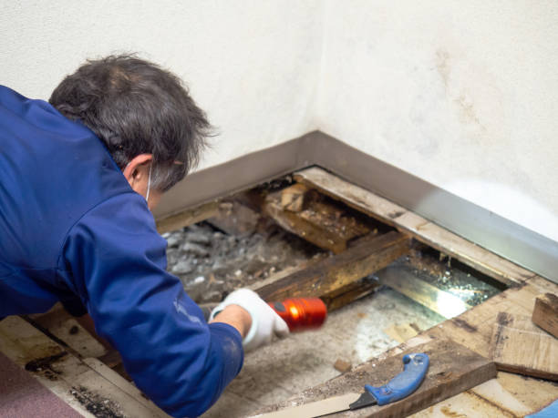 Best Commercial Mold Removal  in Sergeant Bluff, IA