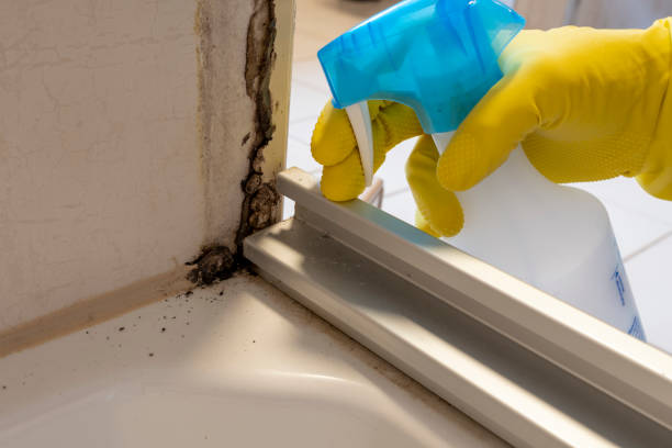 Best Fast Mold Removal  in Sergeant Bluff, IA