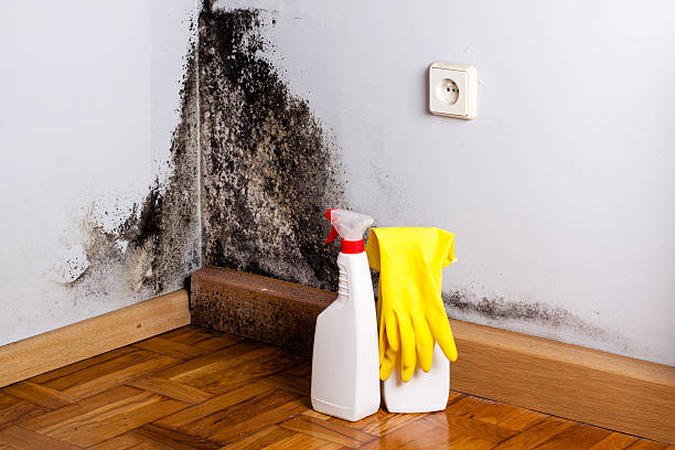 Attic Mold Removal in Sergeant Bluff, IA