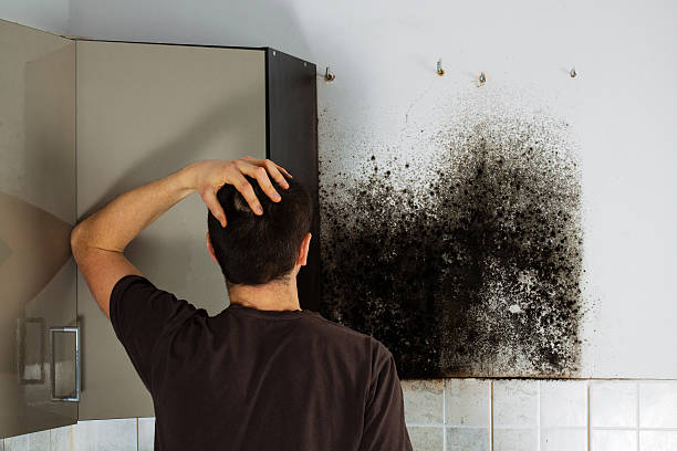 Best Emergency Mold Removal  in Sergeant Bluff, IA